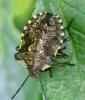 Pentatoma rufipes